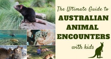 Encounters with Australian Birds